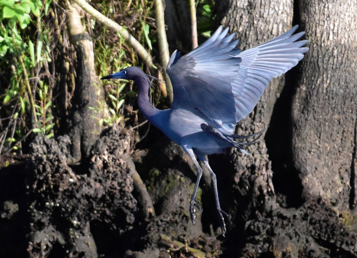 Little Blue Heron [Egretta caerulea]