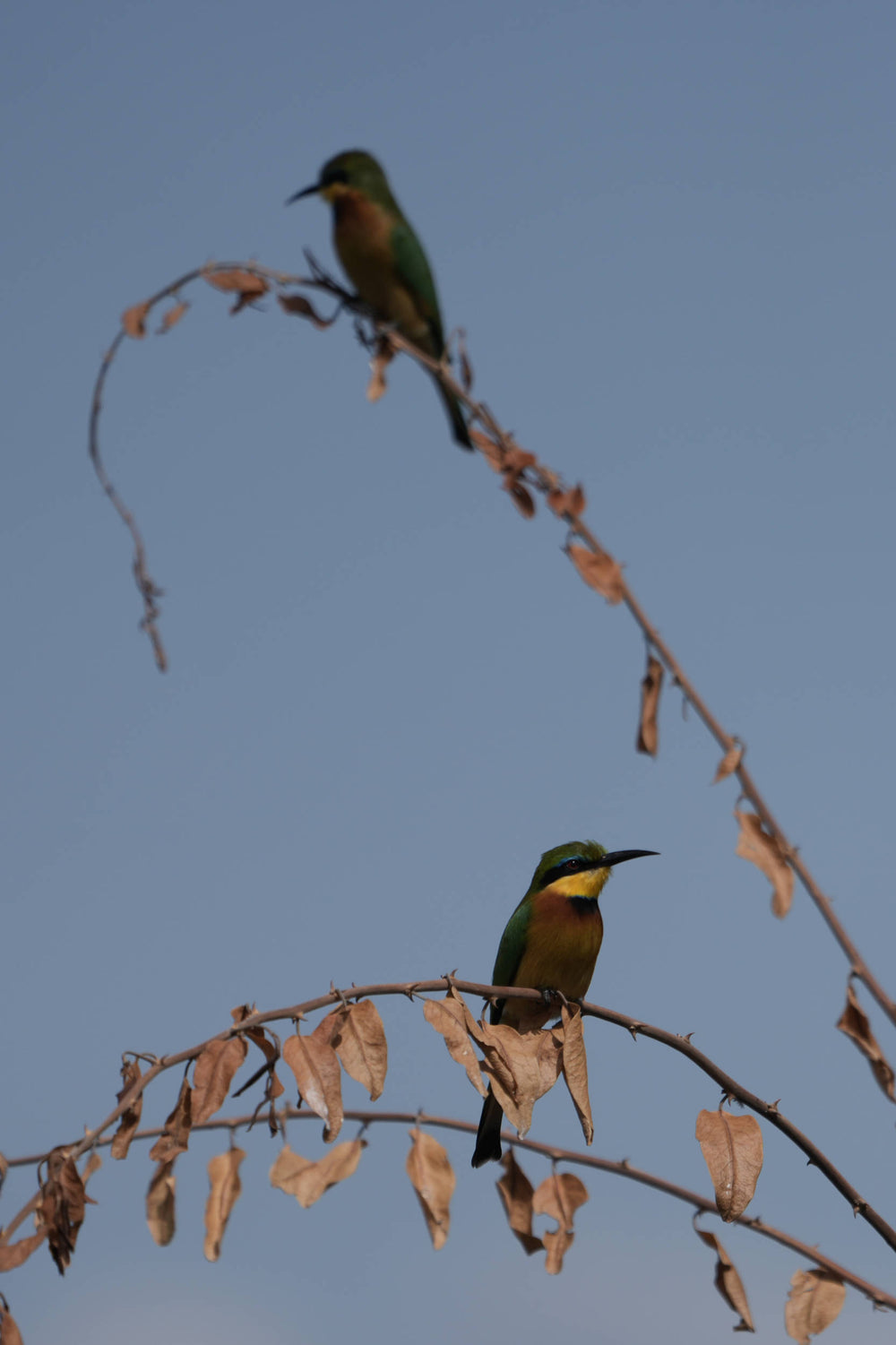Cinnamon-chested Bee-eater [Merops oreobates], Serengeti, Tanzania
