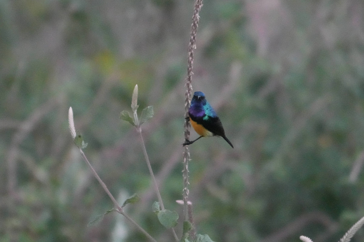 Variable Sunbird [Cinnyris venustus], Ngorongoro Crater