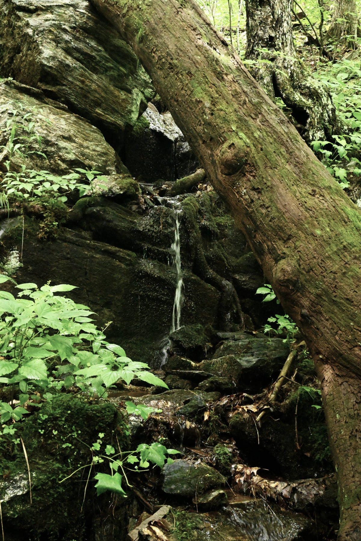 Tiny Tributary along Buck Spring Trail