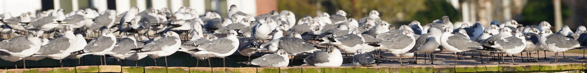 Laughing Gulls [Larus atricilla]