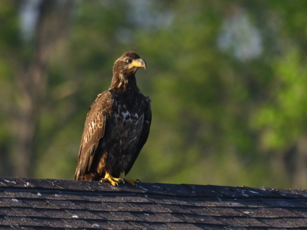 Bald Eagle [Haliaeetus leucocephalus]