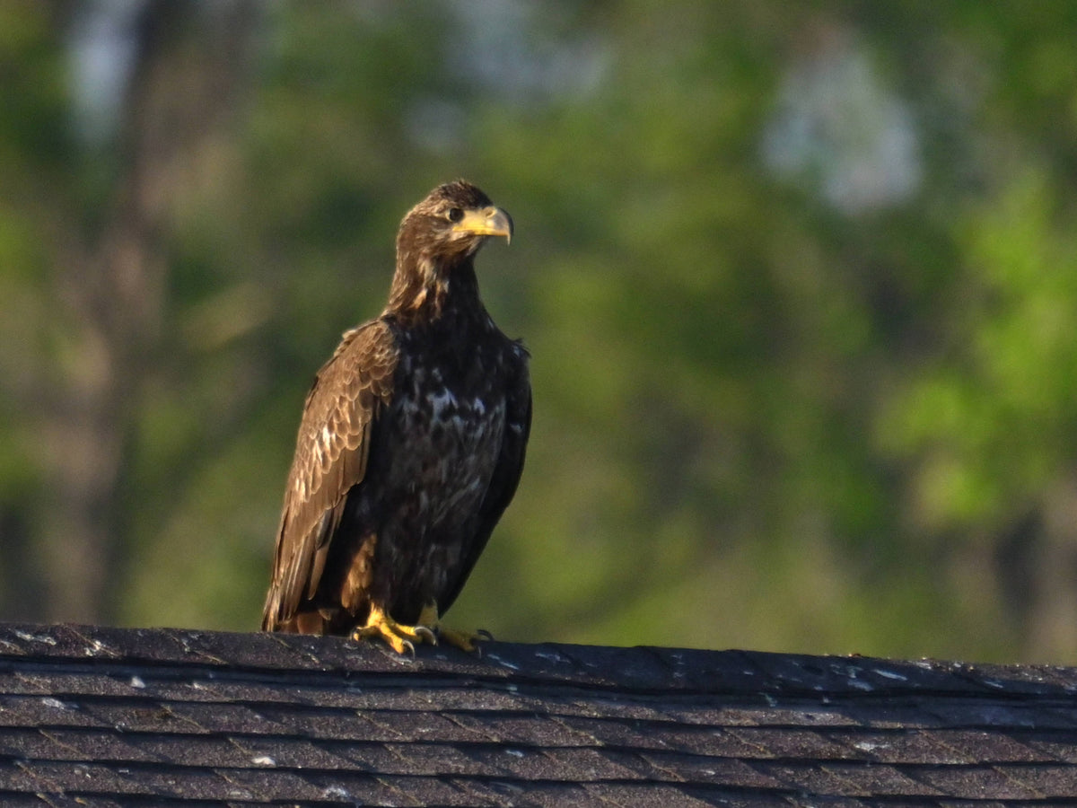 Bald Eagle [Haliaeetus leucocephalus]