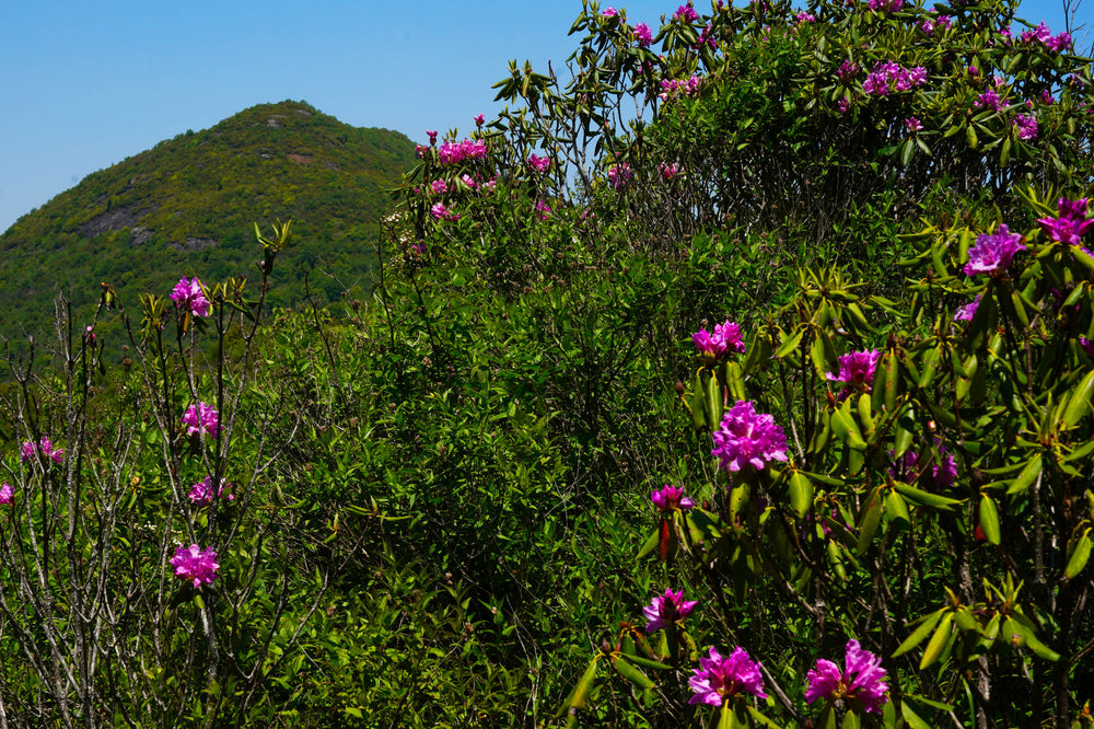 Catawba Rhododendron [Rhododendron catawbiense], Sam Knob