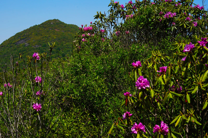 Catawba Rhododendron [Rhododendron catawbiense], Sam Knob