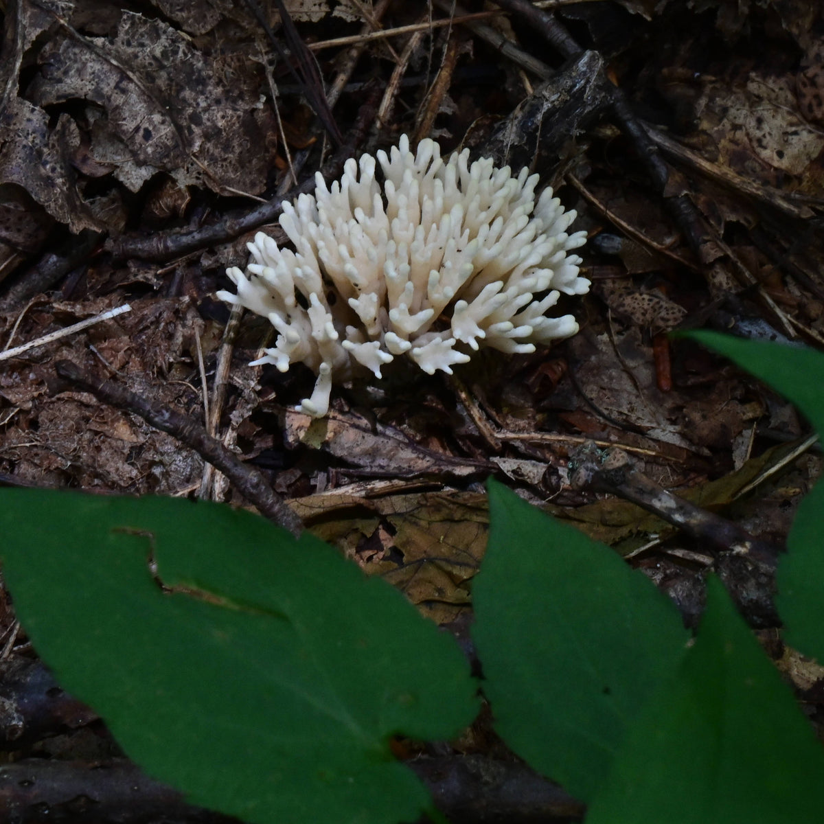 White Coral Fungus [Ramariopsis kunzei]