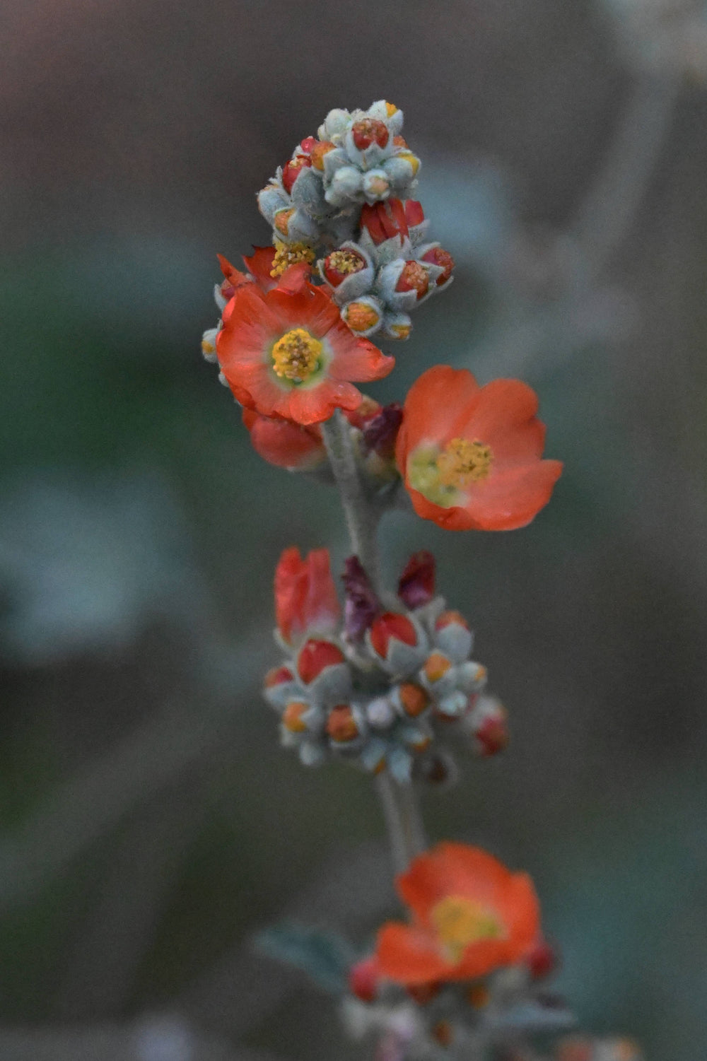 Desert Globemallow [Sphaeralcea ambigua]