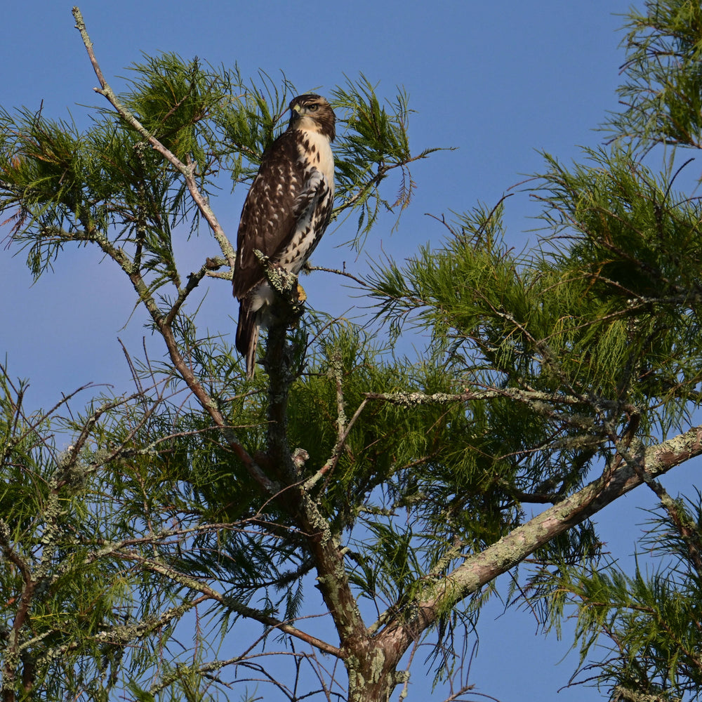 Red-Tailed Hawk [Buteo jamaicensis]
