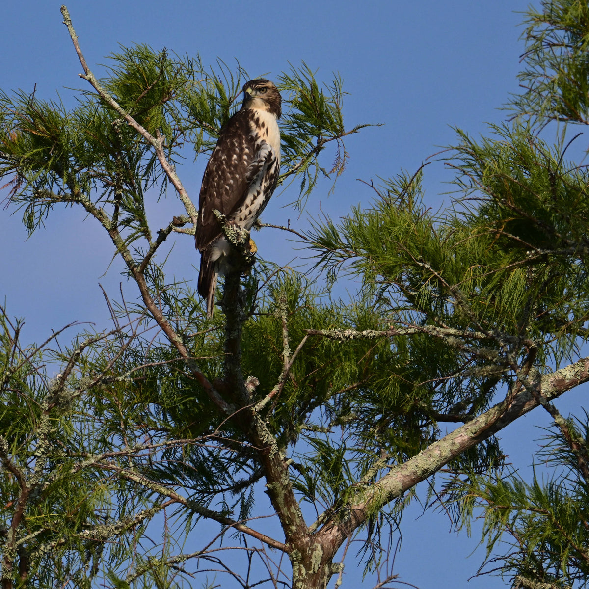 Red-Tailed Hawk [Buteo jamaicensis]