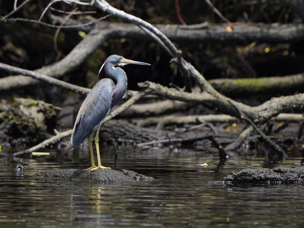 Tricolored Heron [Egretta tricolor]