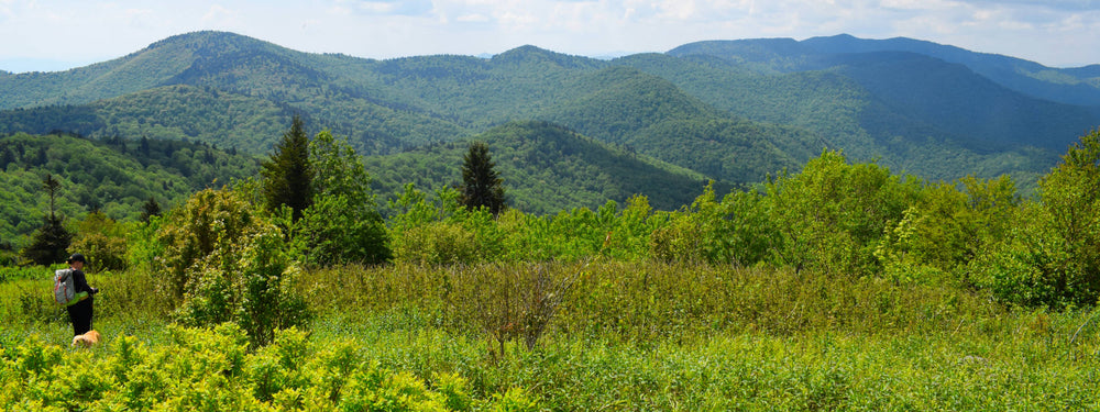 Richland Balsam from Fork Ridge Meadow