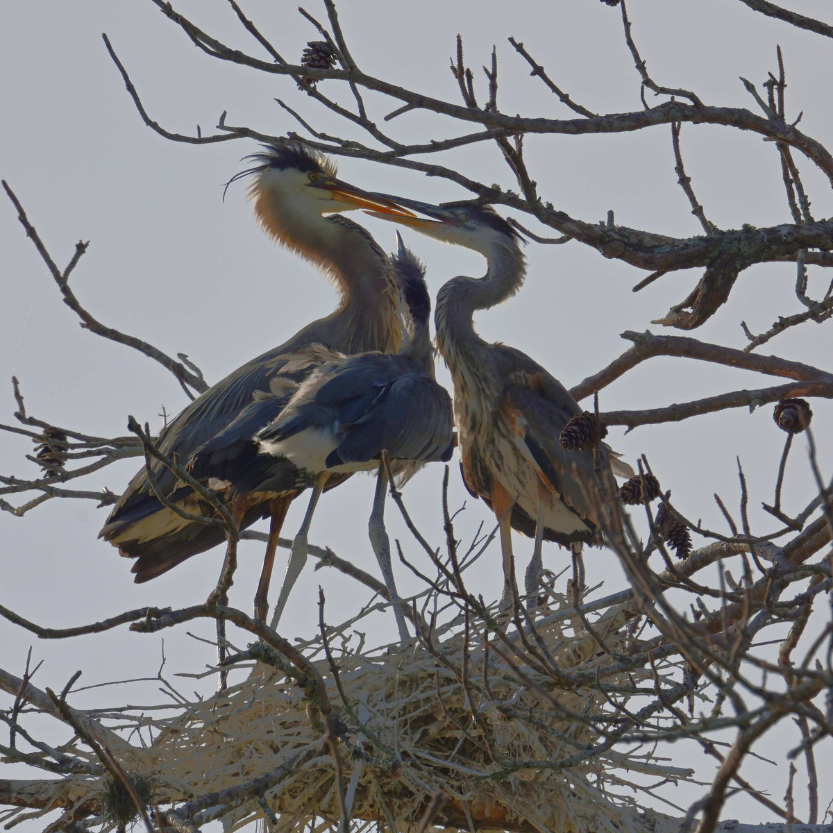 Great Blue Herons [Ardea herodias]