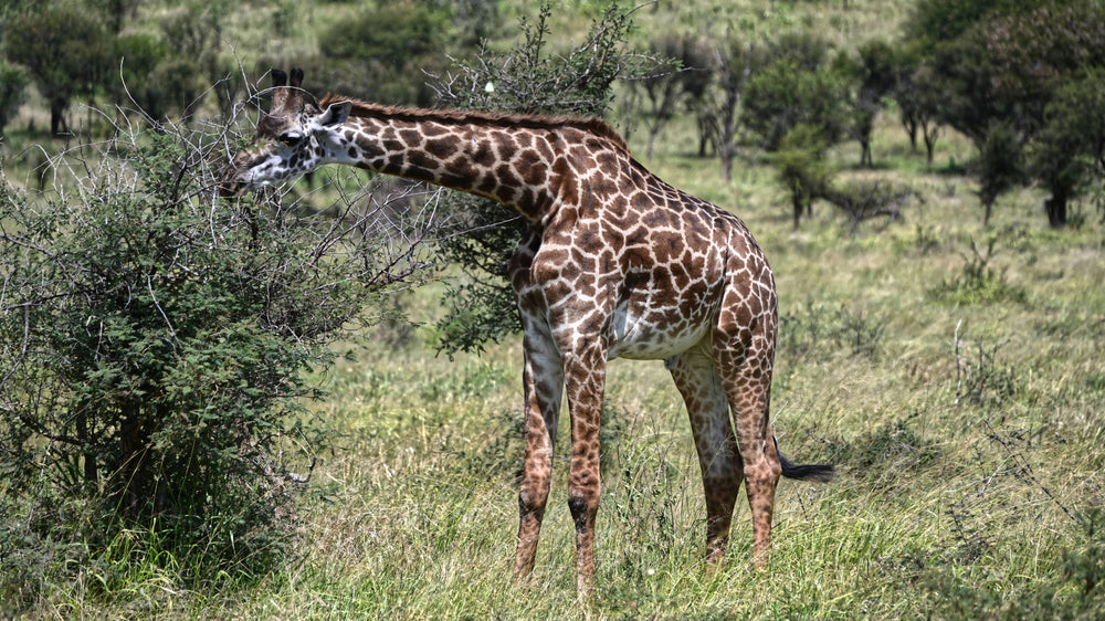 Reticulated Giraffe [Giraffa camelopardalis reticulata]