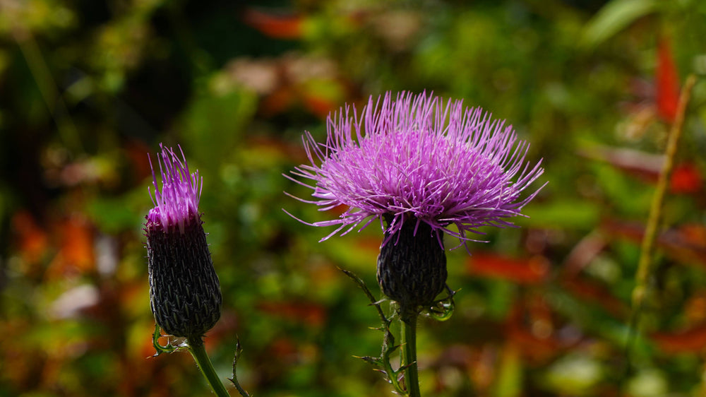 Bull Thistle [Cirsium vulgare]