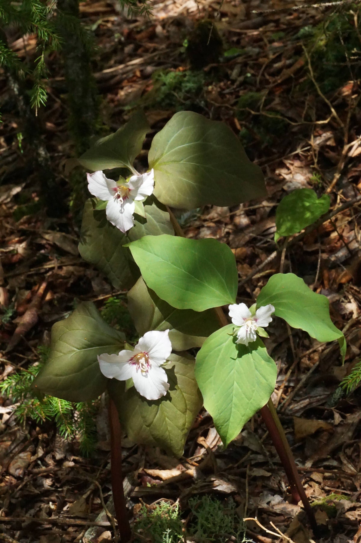 Painted trillium [Trillium undulatum]