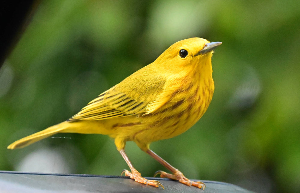 Yellow Warbler [Setophaga petechia]