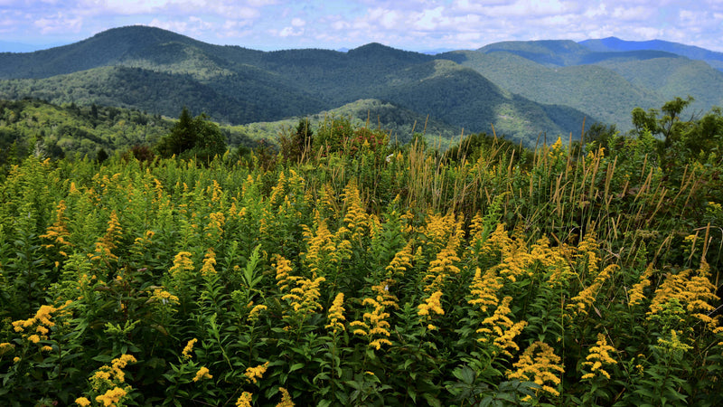 View of Rough Butt Bald and Richland Balsam, Great Balsam Mts.