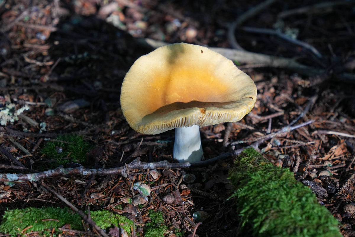 Jackson's Slender Caesar [Amanita jacksonii]