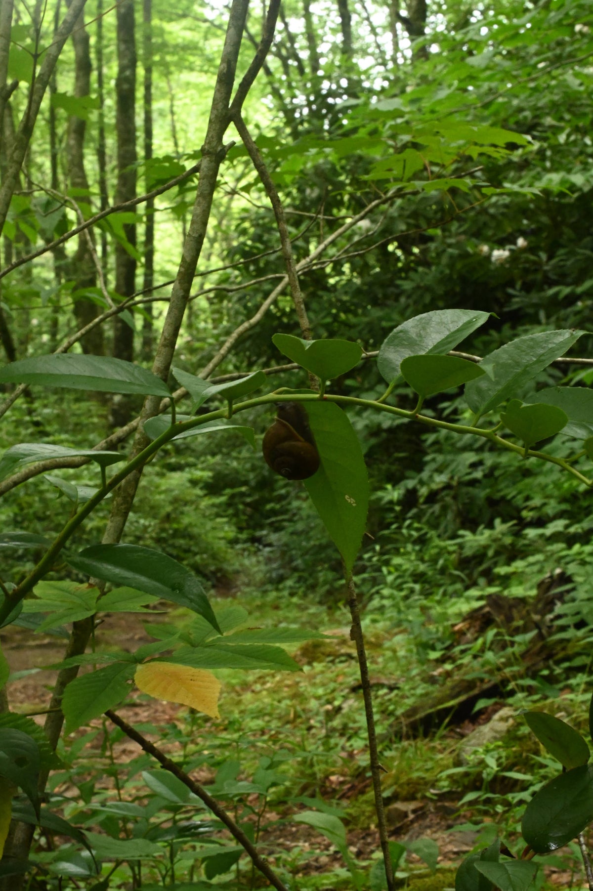 Land Snail [Gastropoda sp.]