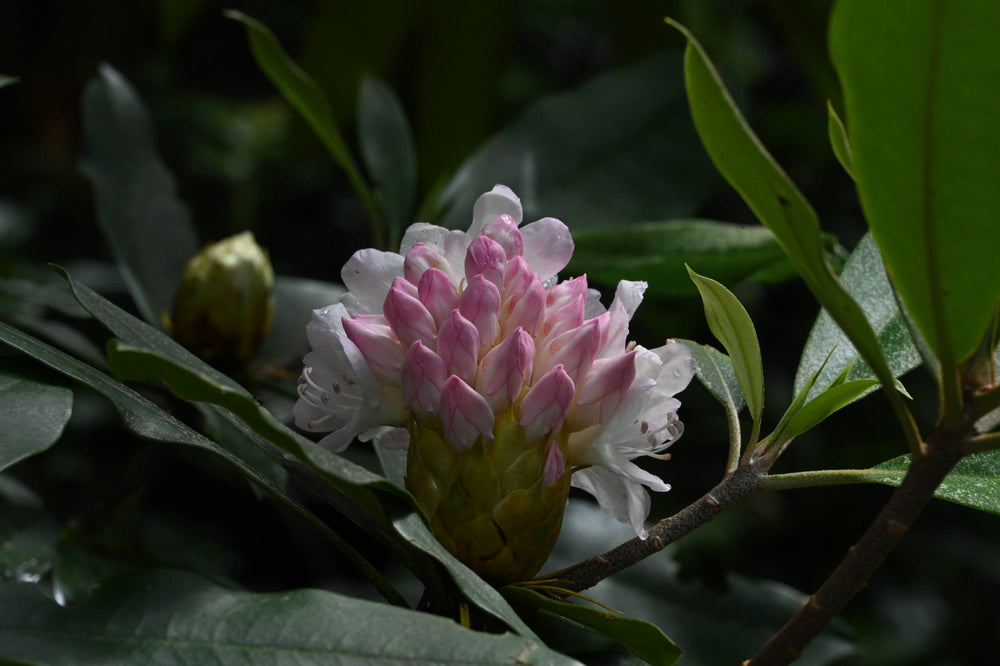 Rosebay Rhododendron [Rhododendron maximum]