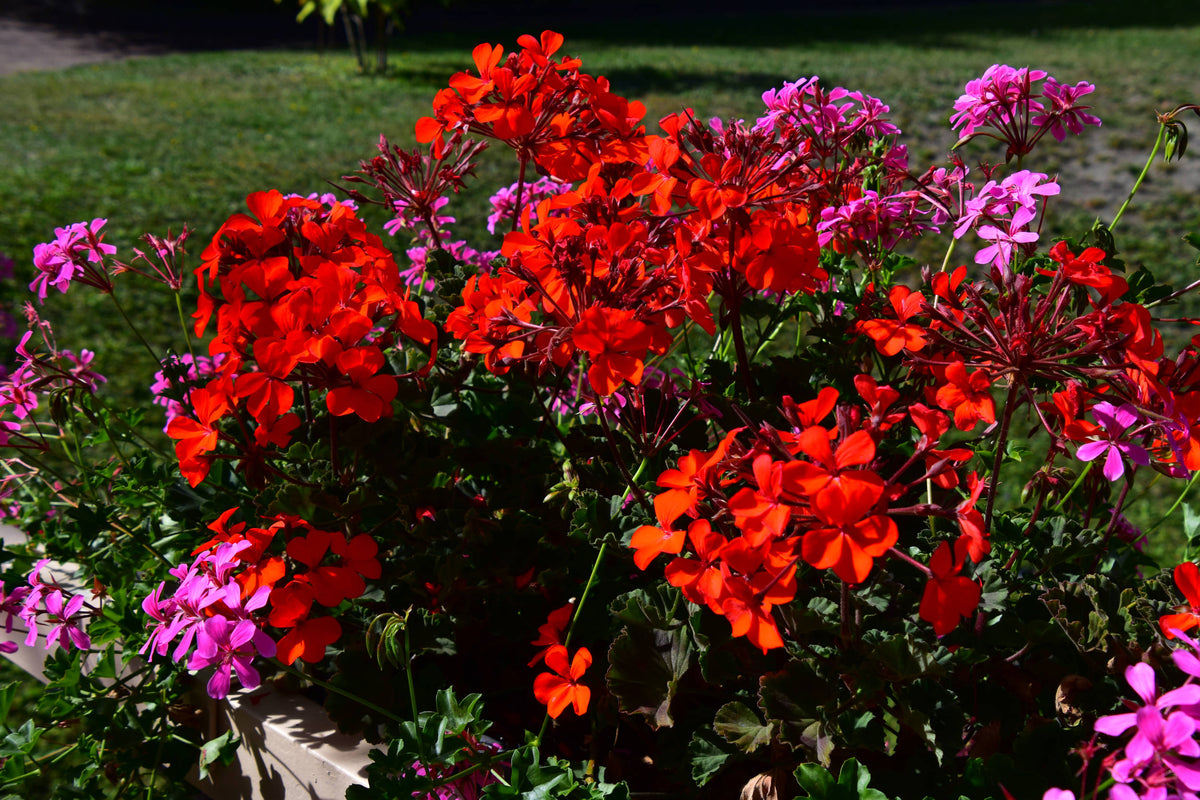 Common Geraniums [Pelargonium zonale]
