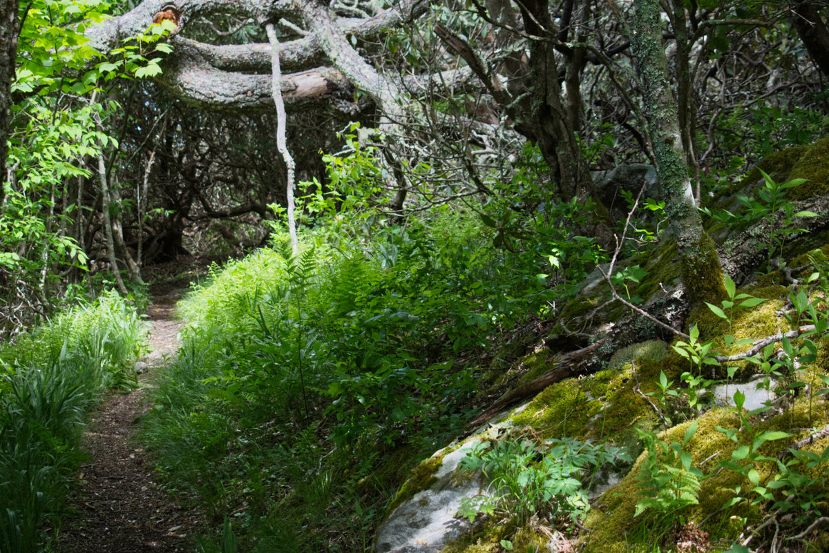 Pilot Rock Trail on Dividing Ridge