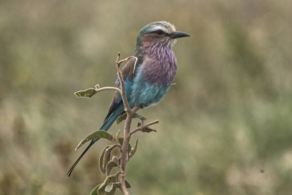 Lilac-breasted roller [Coracias caudatus], Ngorongoro Crater