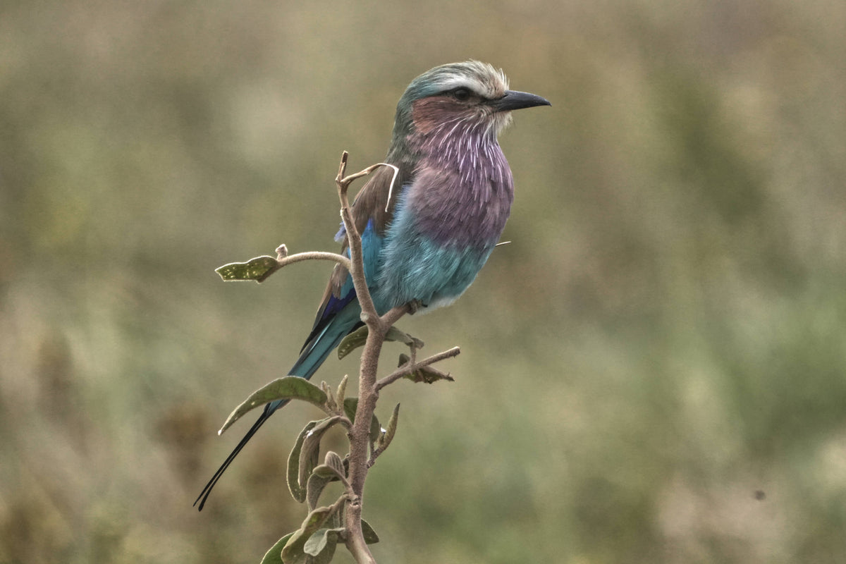 Lilac-breasted roller [Coracias caudatus], Ngorongoro Crater
