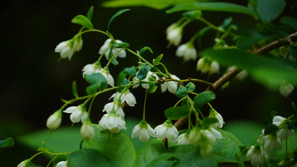 Carolina silverbell [Halesia carolina]