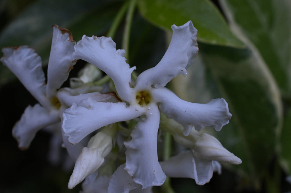 Star Jasmine [Trachelospermum jasminoides]
