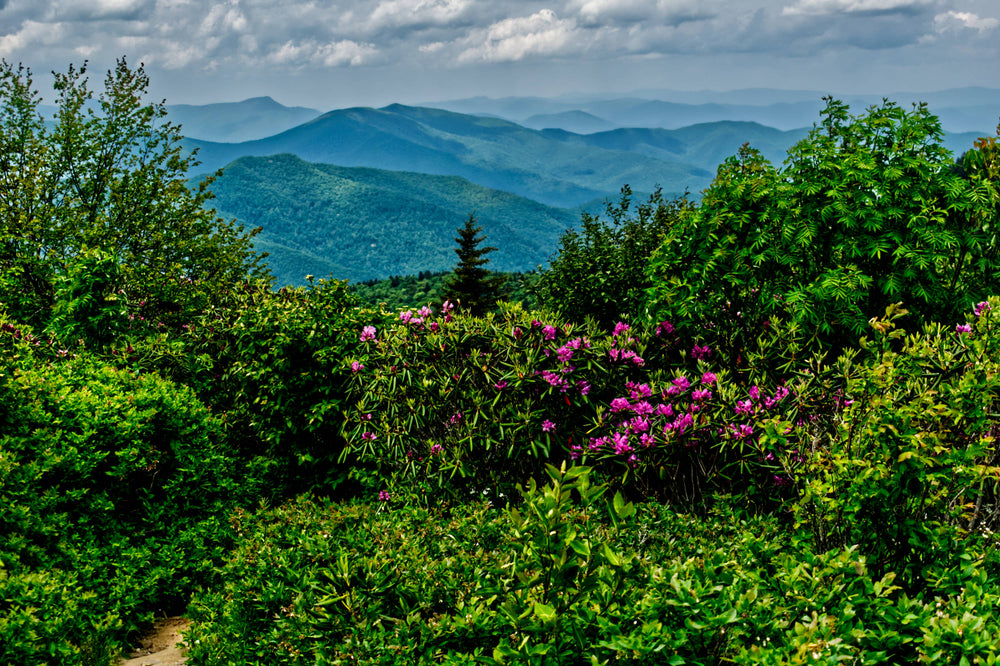 Great Balsam Mountains from Art Loeb Trail
