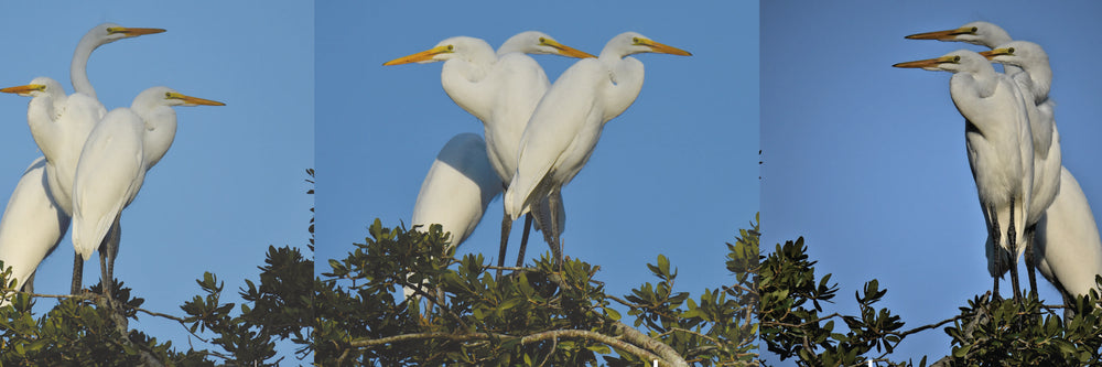 Great Egrets [Ardea alba]