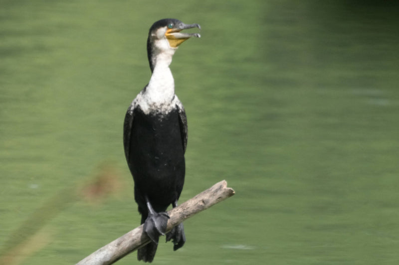 White-Breasted Cormorant [Phalacrocorax carbo lucidus]