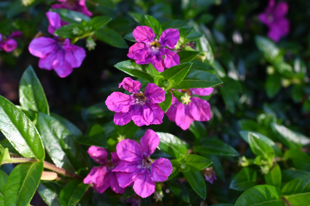 Mexican Heather [Cuphea hyssopifolia]