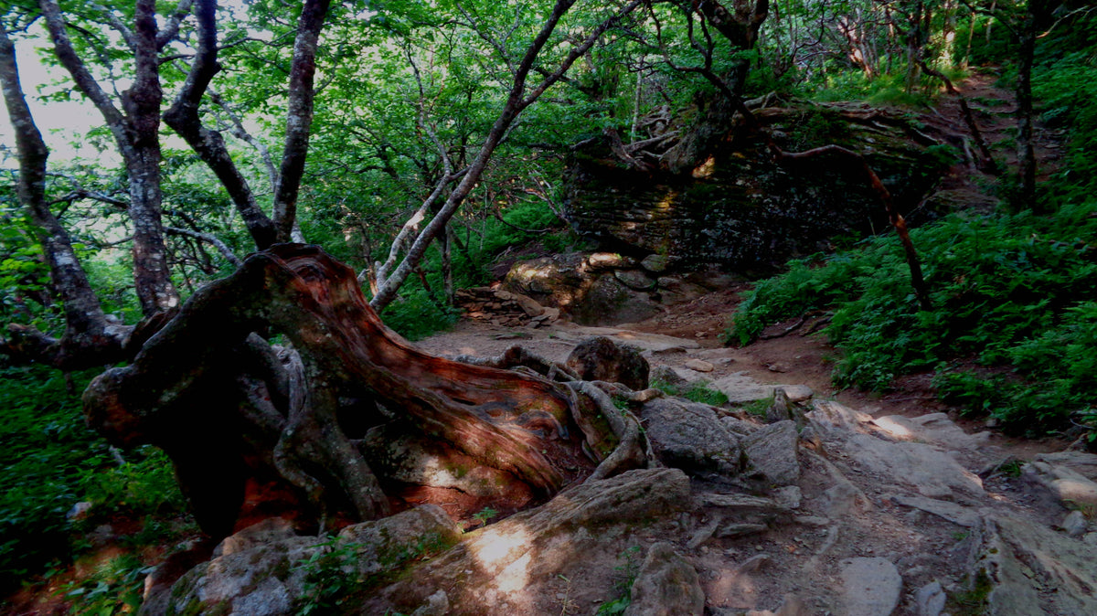 Weathered Roots on Craggy Pinnacle