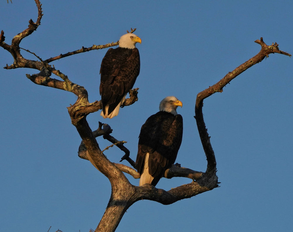 Bald Eagle [Haliaeetus leucocephalus]