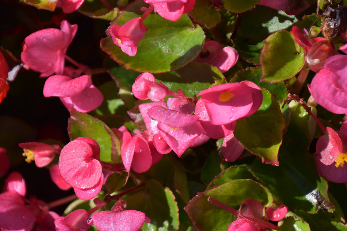 Wax begonia [Begonia cucullata]