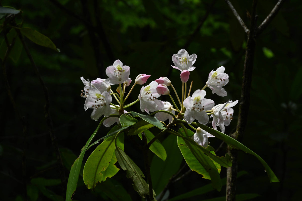 Rosebay Rhododendron [Rhododendron maximum]