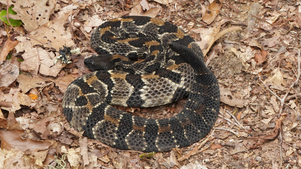 Timber Rattlesname [Crotalus horridus]