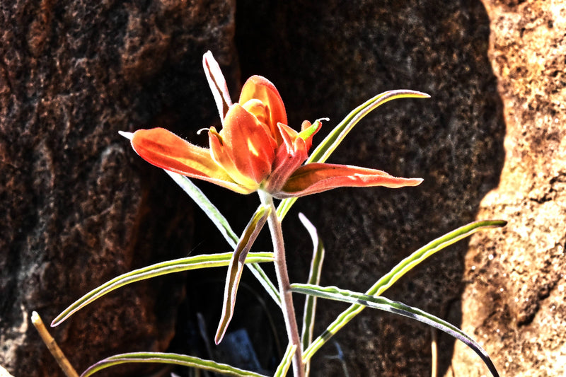 Wyoming Desert Paintbrush [Castilleja linariifolia]