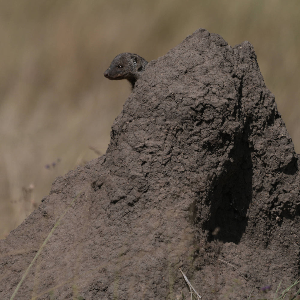 Egyptian Mongoose [Herpestes ichneumon]