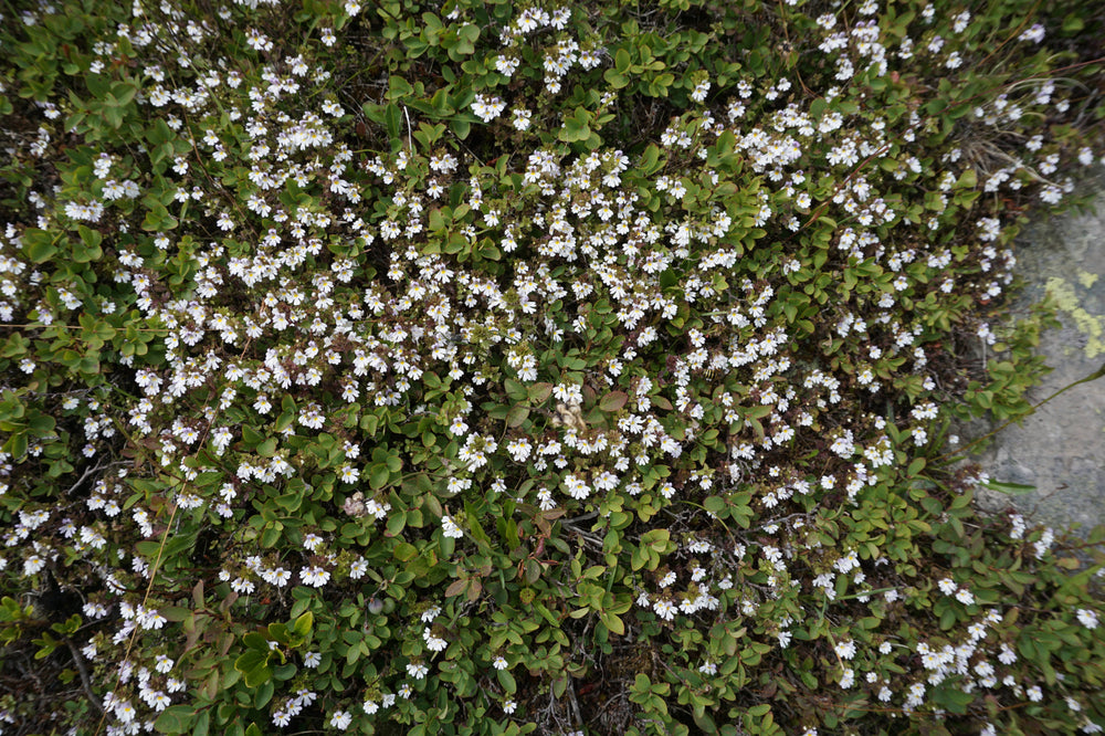 Large-Bract eyebright [Euphrasia pectinata]