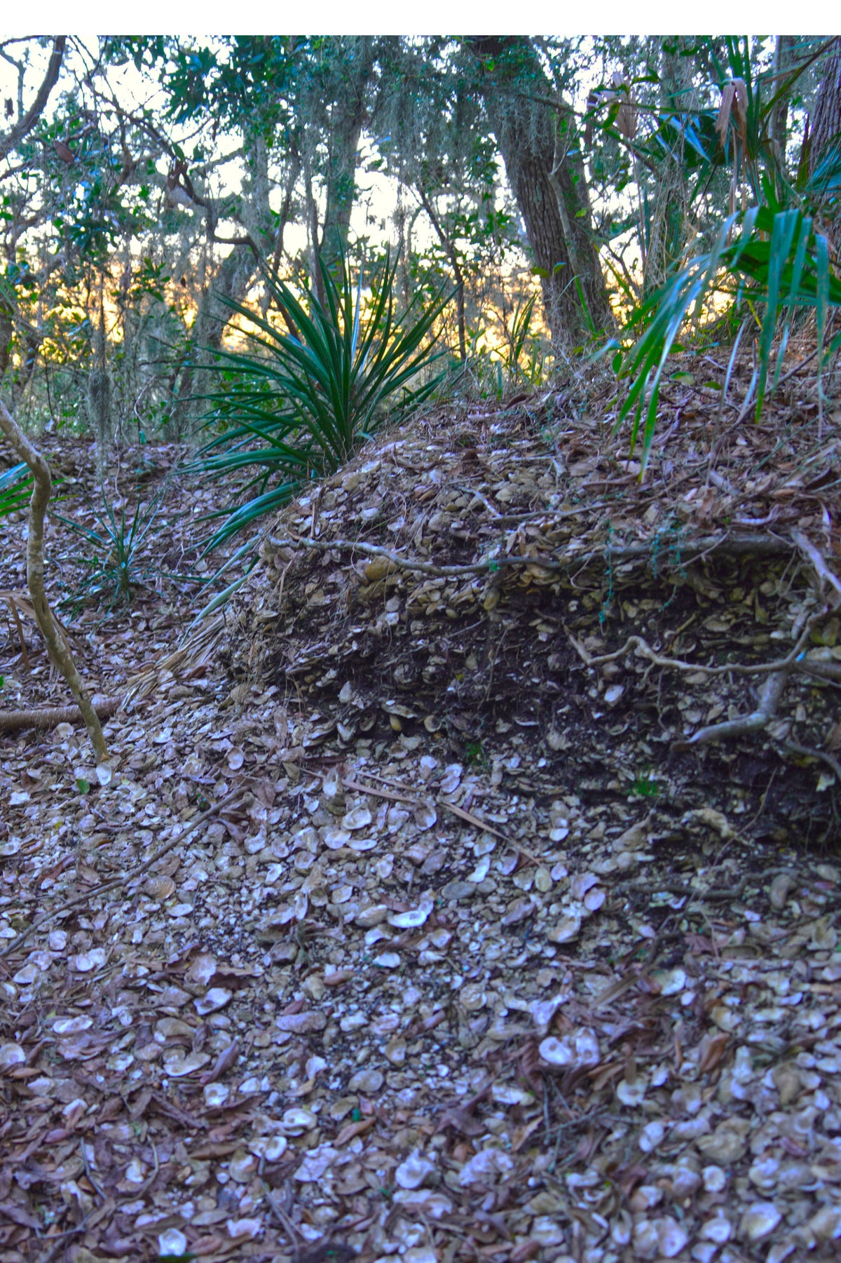 Shell Midden, Timucuan Preserve, Duval Co
