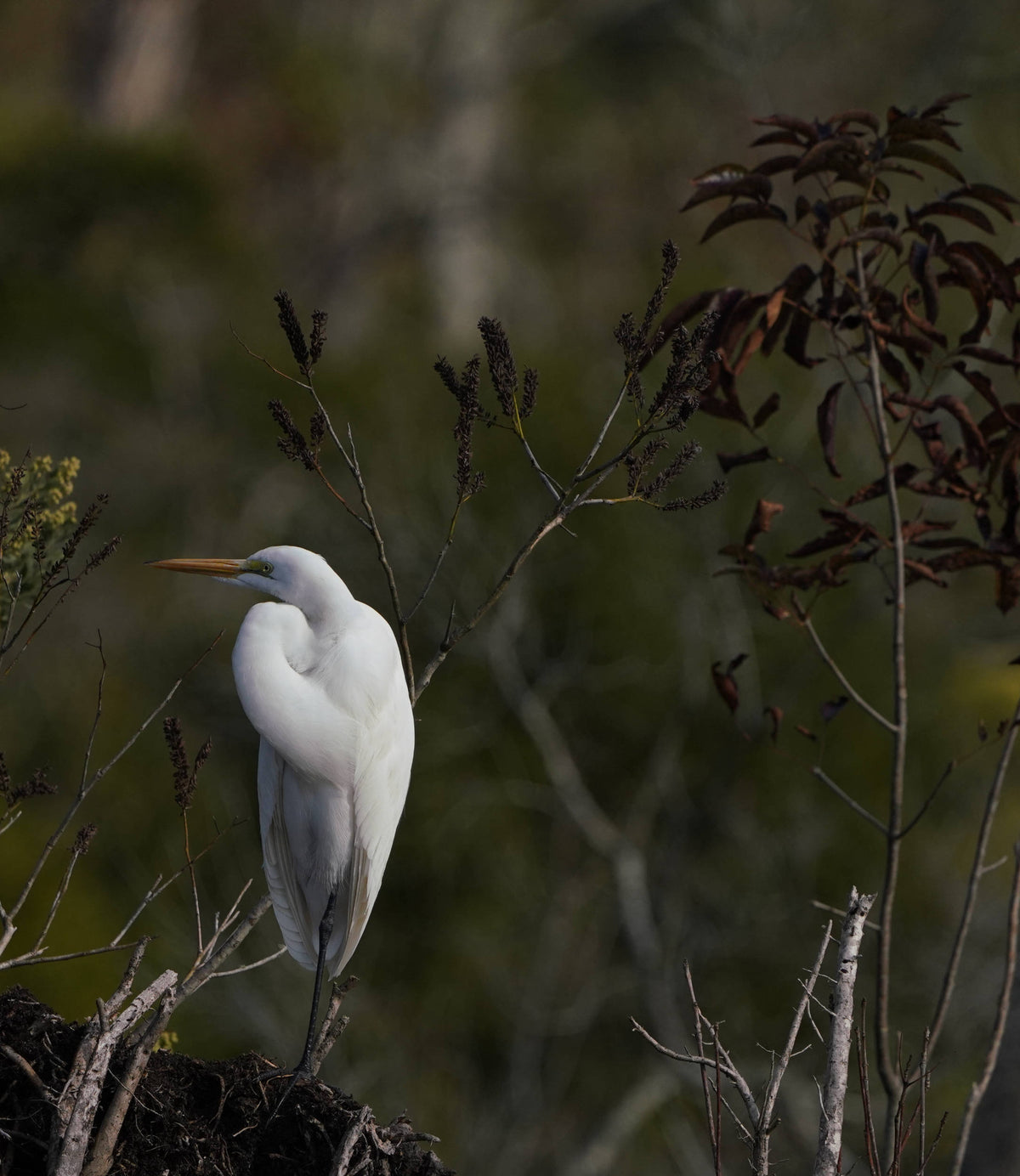 Great Egret [Ardea alba]