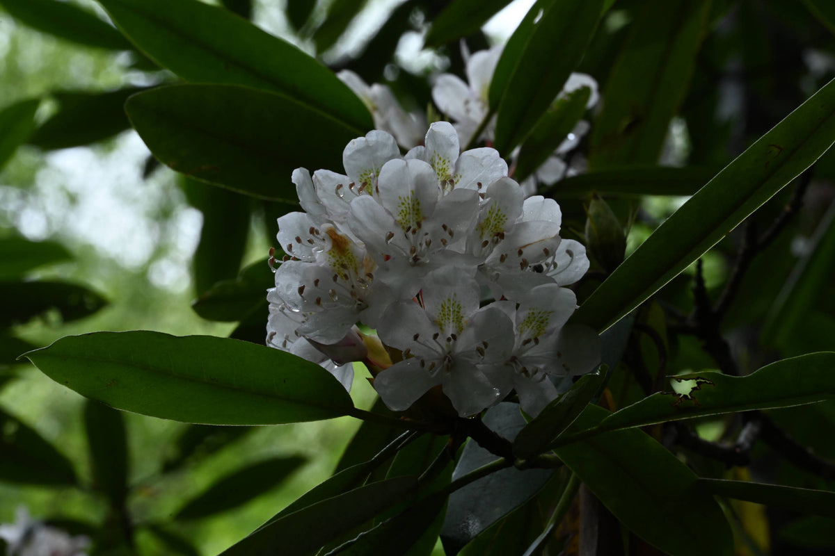 Rosebay Rhododendron [Rhododendron maximum]