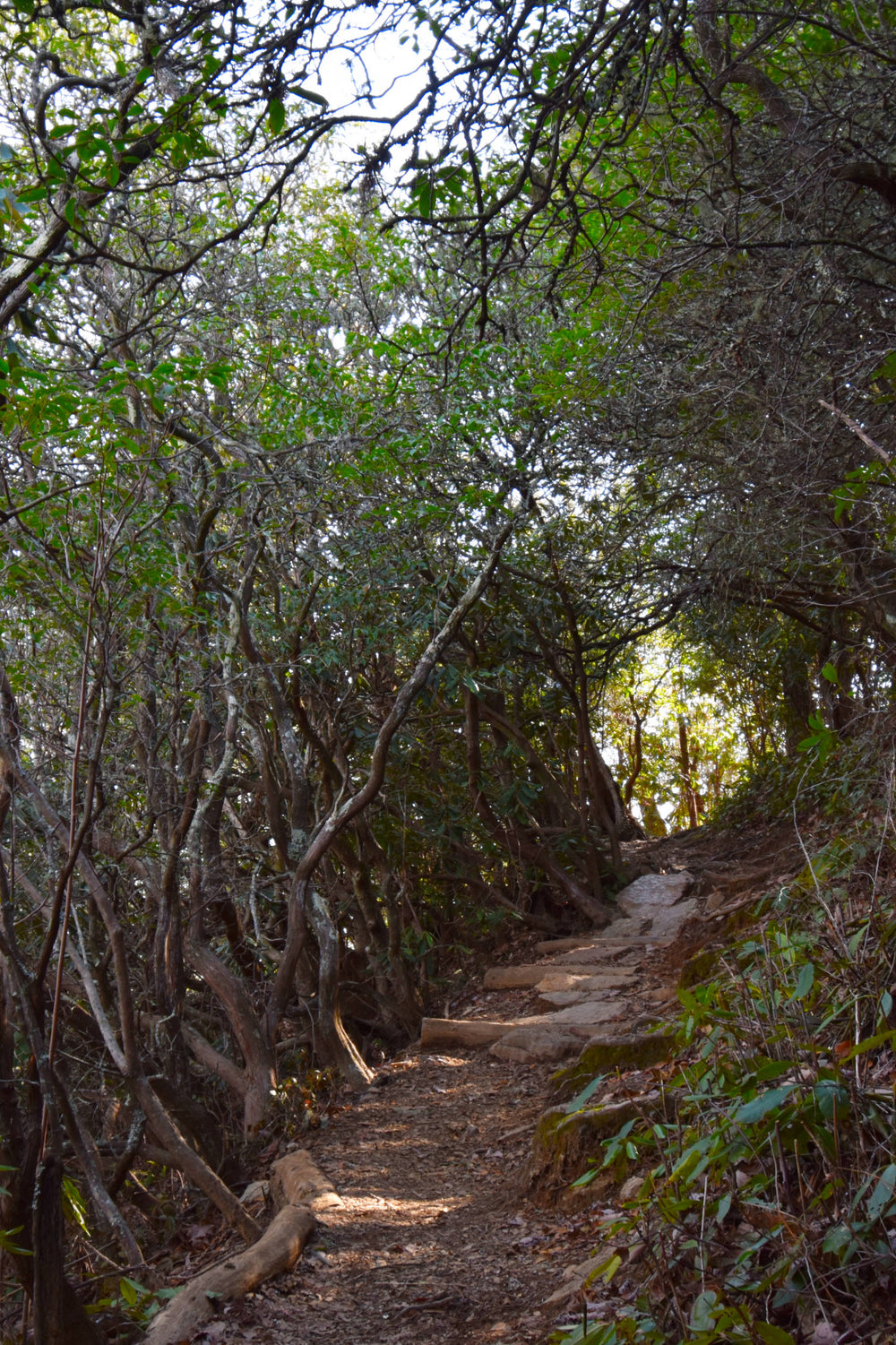 Bennett Gap Tr. near Coontree Mountain Pisgah Natl. Forest