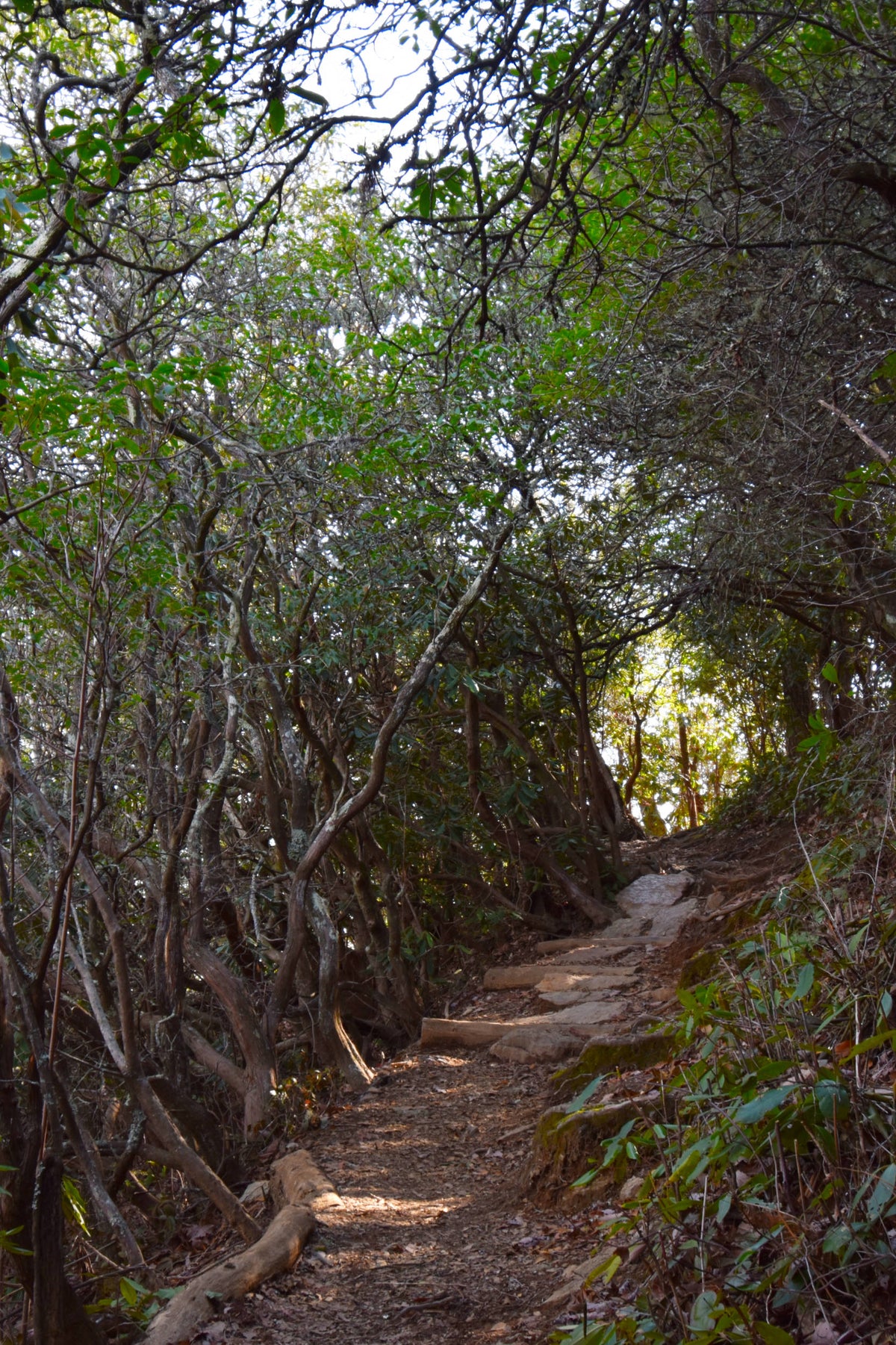 Bennett Gap Tr. near Coontree Mountain Pisgah Natl. Forest