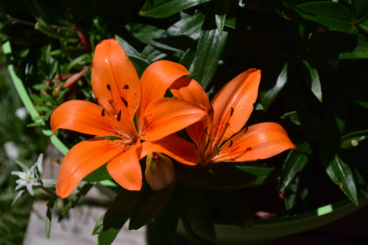 Siberian Lily [Lilium pennsylvanicum]