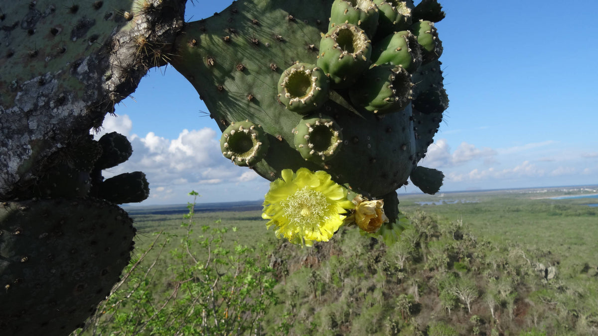 Prickly Pear Cactus [Opuntia humifusa]
