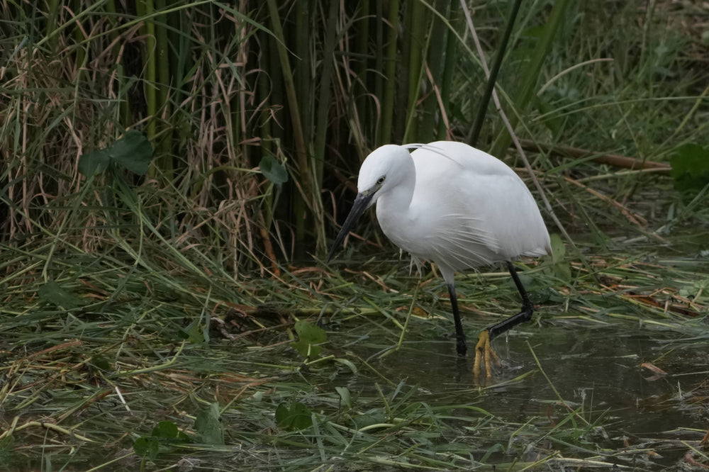 Little Egret [Egretta garzetta] in Ngorongoro Crater, Tanzania